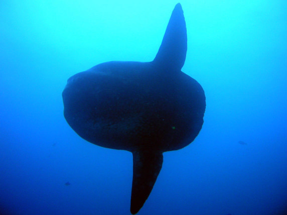 sunfish